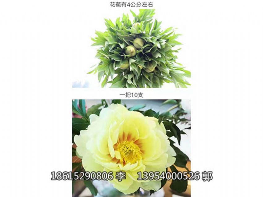 点击查看详细信息<br>标题：芍药鲜切花 阅读次数：949