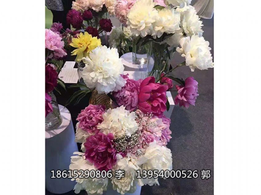 点击查看详细信息<br>标题：芍药鲜切花 阅读次数：1329