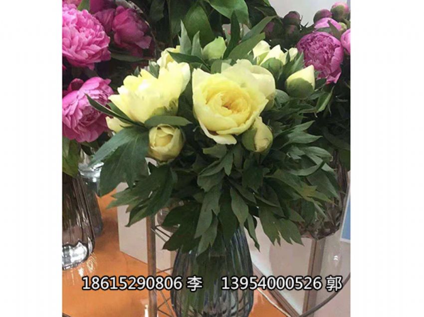 点击查看详细信息<br>标题：芍药鲜切花 阅读次数：1296