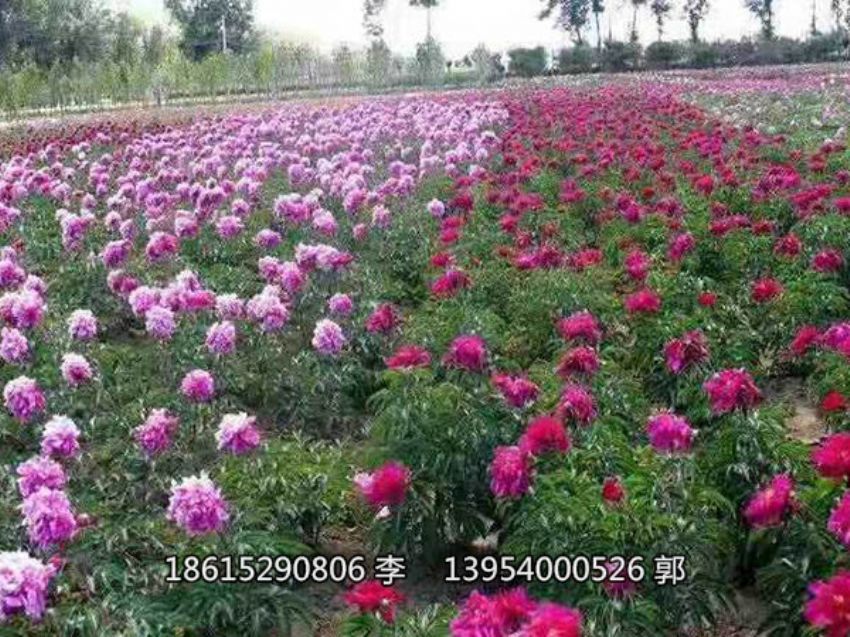 点击查看详细信息<br>标题：芍药鲜切花 阅读次数：1426