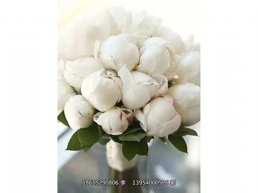 点击查看详细信息<br>标题：芍药鲜切花 阅读次数：1276