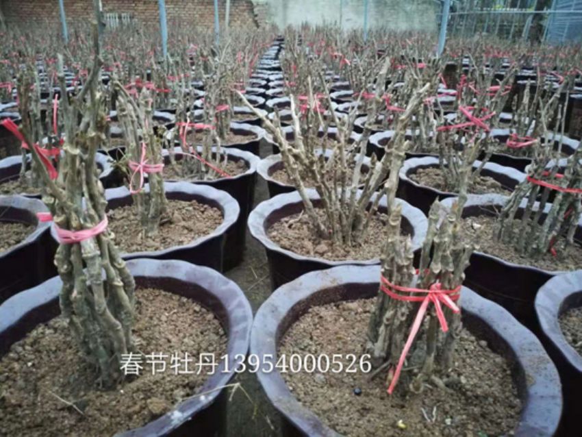点击查看详细信息<br>标题：盆栽牡丹  春节鲜花 阅读次数：1266