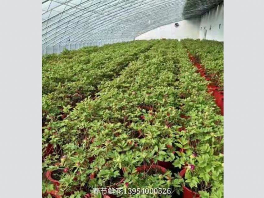 点击查看详细信息<br>标题：盆栽牡丹  春节鲜花 阅读次数：1416