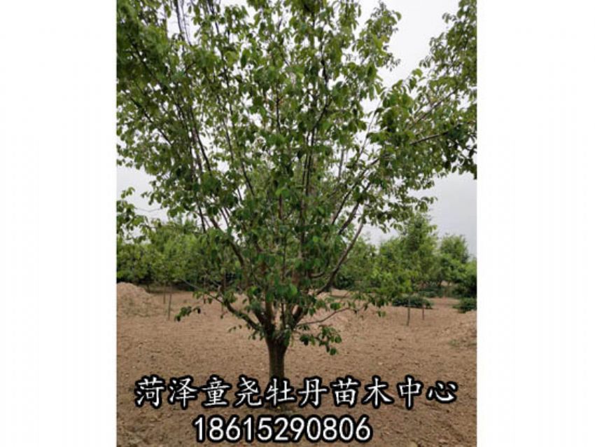 点击查看详细信息<br>标题：木瓜树 阅读次数：1364
