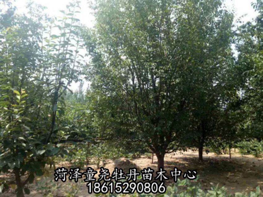 点击查看详细信息<br>标题：木瓜树 阅读次数：1975