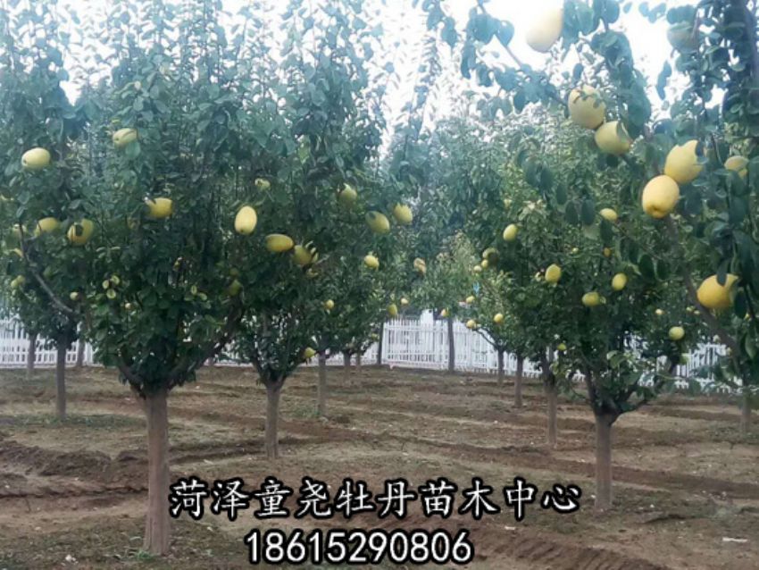 点击查看详细信息<br>标题：木瓜树 阅读次数：2973