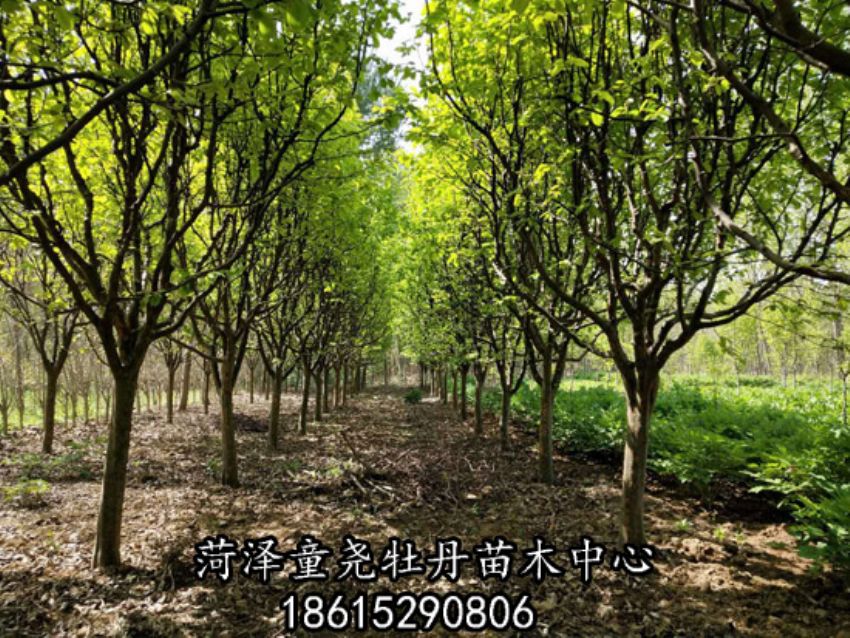 点击查看详细信息<br>标题：木瓜树 阅读次数：2594