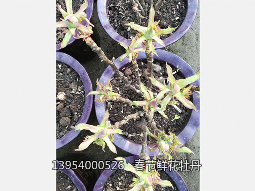 点击查看详细信息<br>标题：盆栽催花牡丹 阅读次数：1253