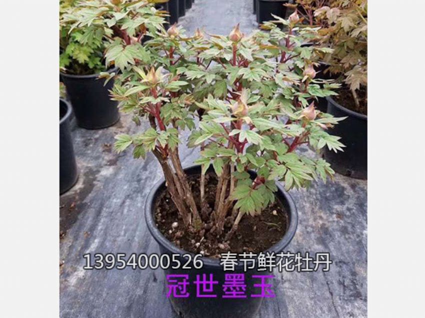 点击查看详细信息<br>标题：盆栽催花牡丹 阅读次数：1372