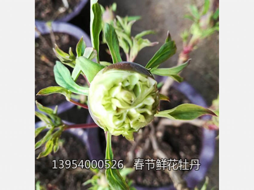 点击查看详细信息<br>标题：盆栽催花牡丹 阅读次数：2339