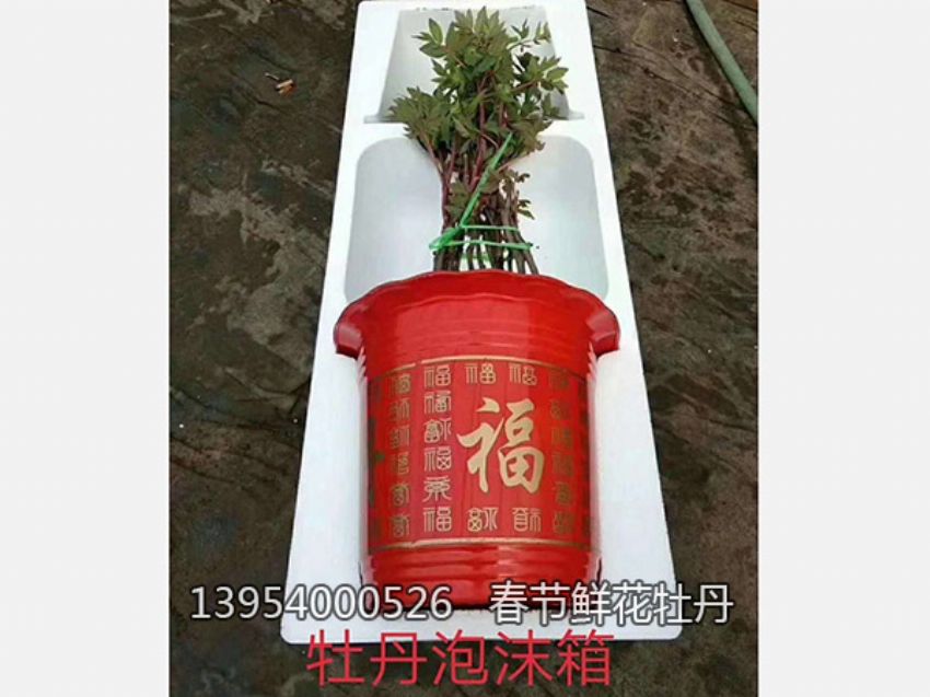 点击查看详细信息<br>标题：盆栽催花牡丹 阅读次数：1284