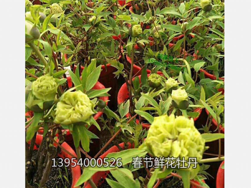 点击查看详细信息<br>标题：盆栽催花牡丹 阅读次数：1338
