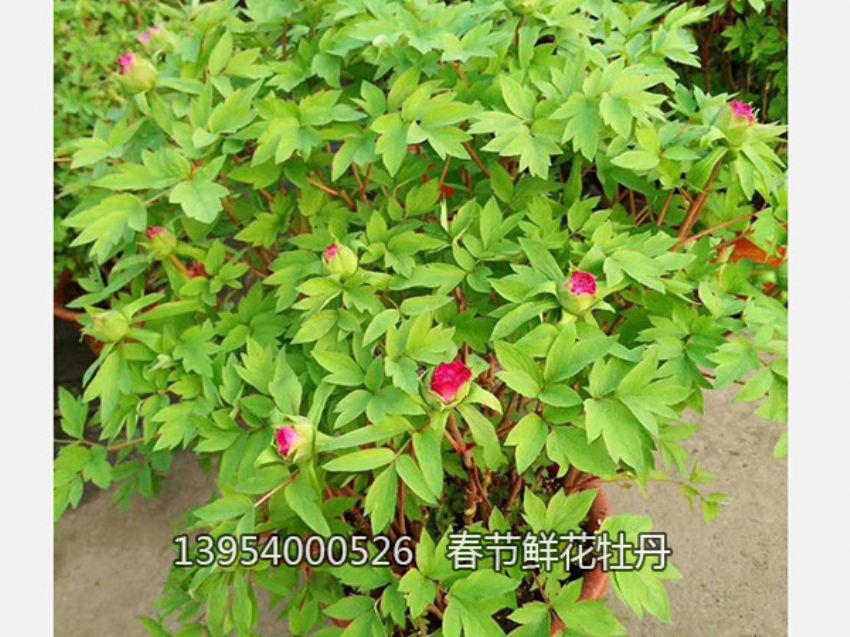 点击查看详细信息<br>标题：盆栽催花牡丹 阅读次数：1271