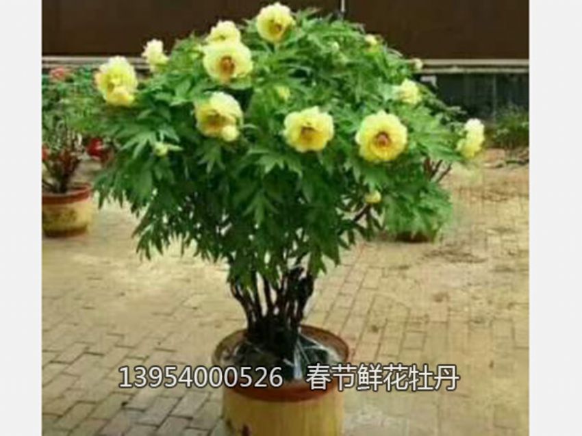 点击查看详细信息<br>标题：盆栽催花牡丹 阅读次数：1309