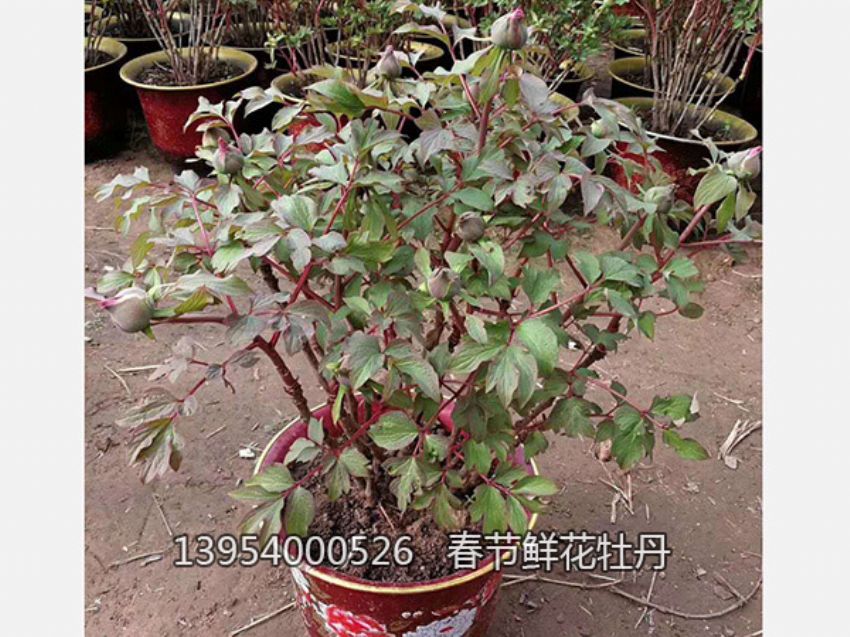 点击查看详细信息<br>标题：盆栽催花牡丹 阅读次数：1395