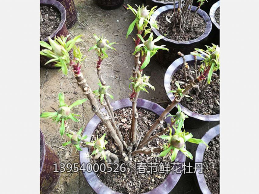 点击查看详细信息<br>标题：盆栽催花牡丹 阅读次数：1204