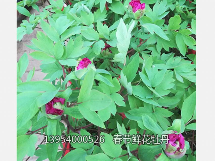 点击查看详细信息<br>标题：盆栽催花牡丹 阅读次数：1321