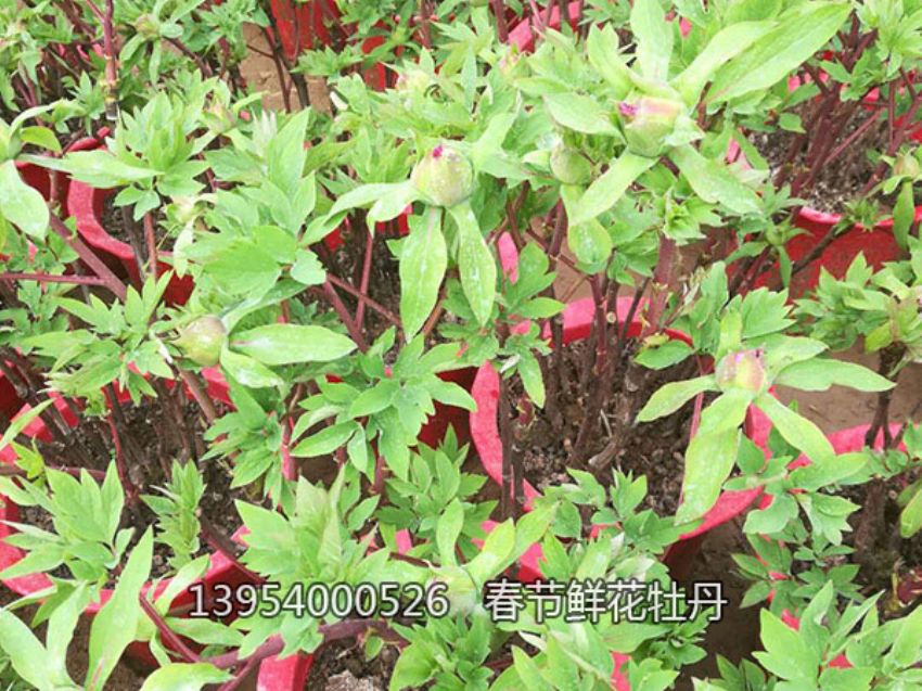 点击查看详细信息<br>标题：盆栽催花牡丹 阅读次数：1214