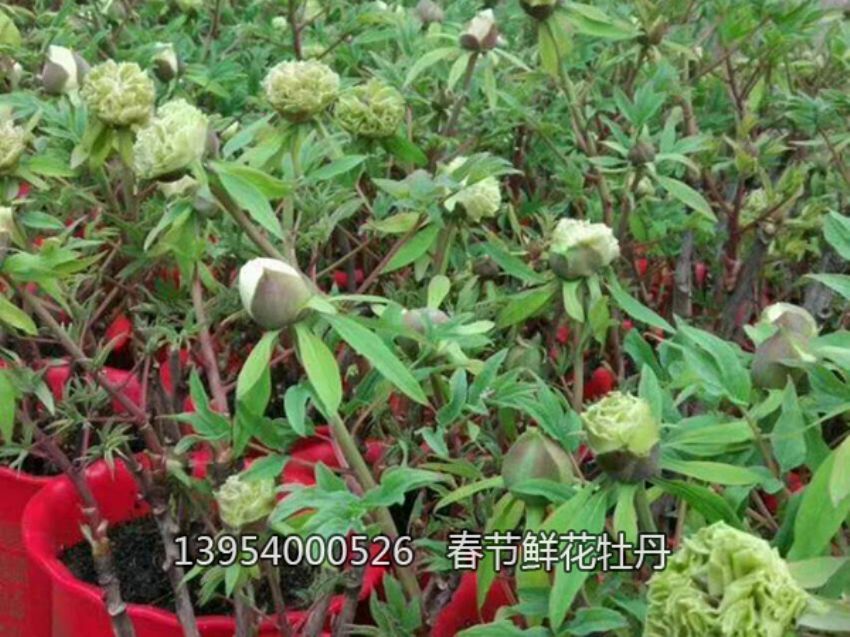 点击查看详细信息<br>标题：盆栽催花牡丹 阅读次数：1323