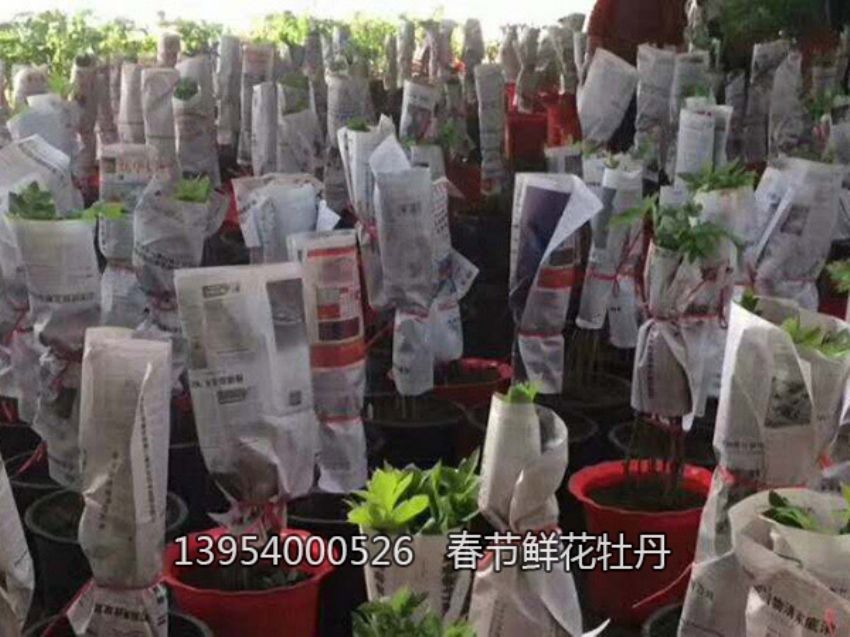 点击查看详细信息<br>标题：盆栽催花牡丹 阅读次数：1134