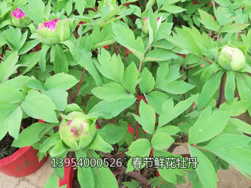 点击查看详细信息<br>标题：盆栽催花牡丹 阅读次数：1291