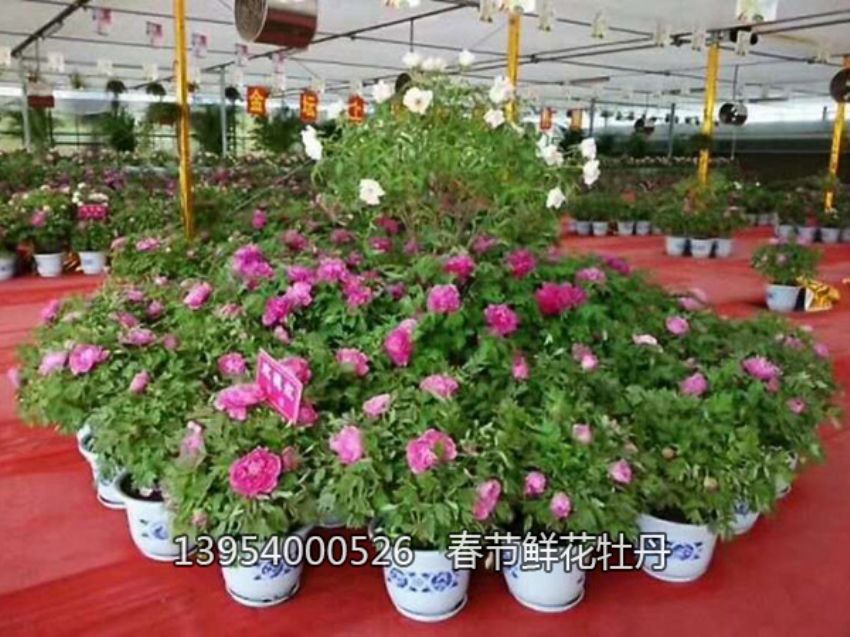 点击查看详细信息<br>标题：盆栽催花牡丹 阅读次数：1328