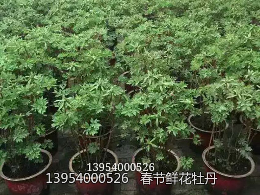 点击查看详细信息<br>标题：盆栽催花牡丹 阅读次数：1482
