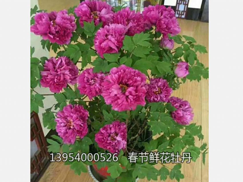 点击查看详细信息<br>标题：盆栽催花牡丹 阅读次数：2252
