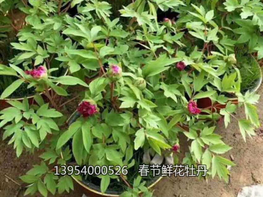 点击查看详细信息<br>标题：盆栽催花牡丹 阅读次数：1362