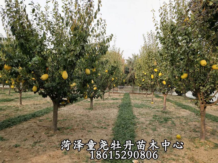 点击查看详细信息<br>标题：木瓜树 阅读次数：1486