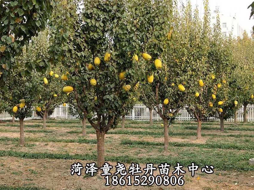 点击查看详细信息<br>标题：木瓜树 阅读次数：1599