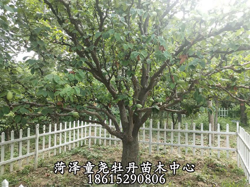 点击查看详细信息<br>标题：木瓜树 阅读次数：1331