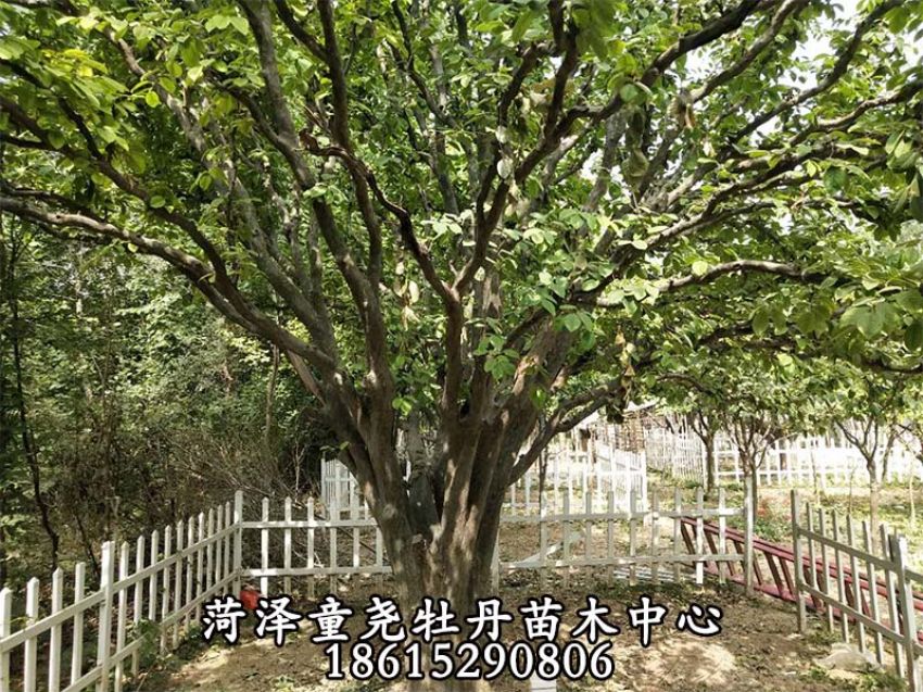 点击查看详细信息<br>标题：木瓜树 阅读次数：1103