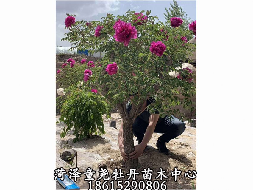 点击查看详细信息<br>标题：牡丹树 阅读次数：992