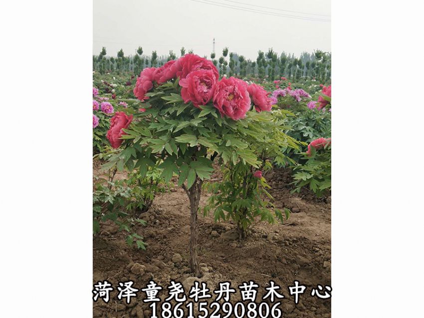 点击查看详细信息<br>标题：牡丹树 阅读次数：1172