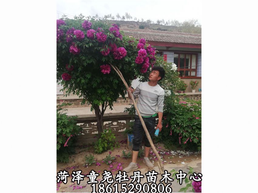 点击查看详细信息<br>标题：牡丹树 阅读次数：980