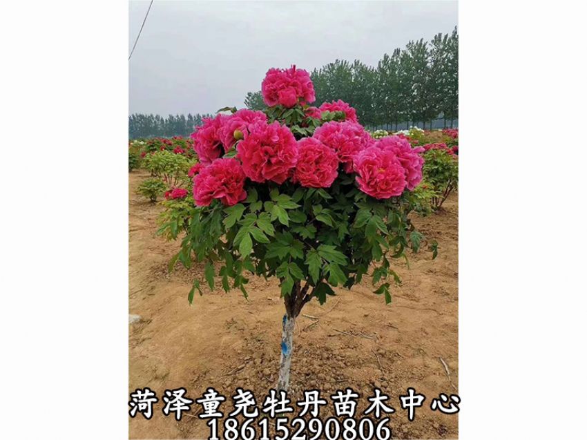 点击查看详细信息<br>标题：牡丹树 阅读次数：1249