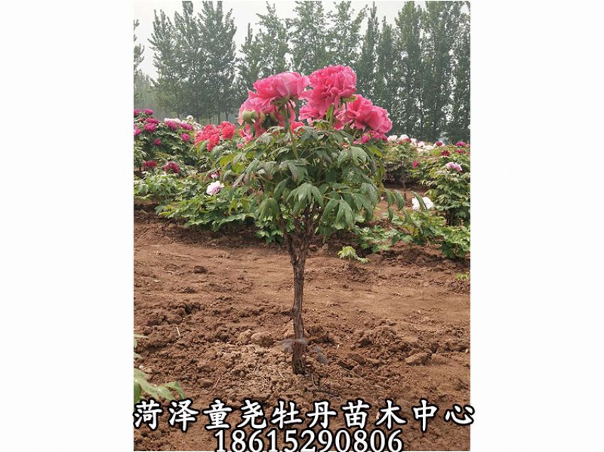 点击查看详细信息<br>标题：牡丹树 阅读次数：1290