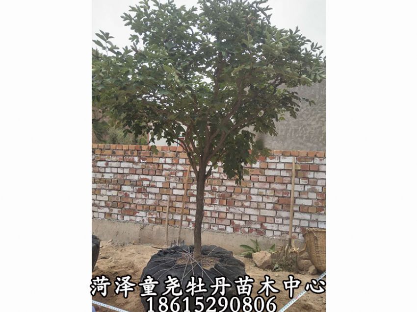 点击查看详细信息<br>标题：牡丹树 阅读次数：1275