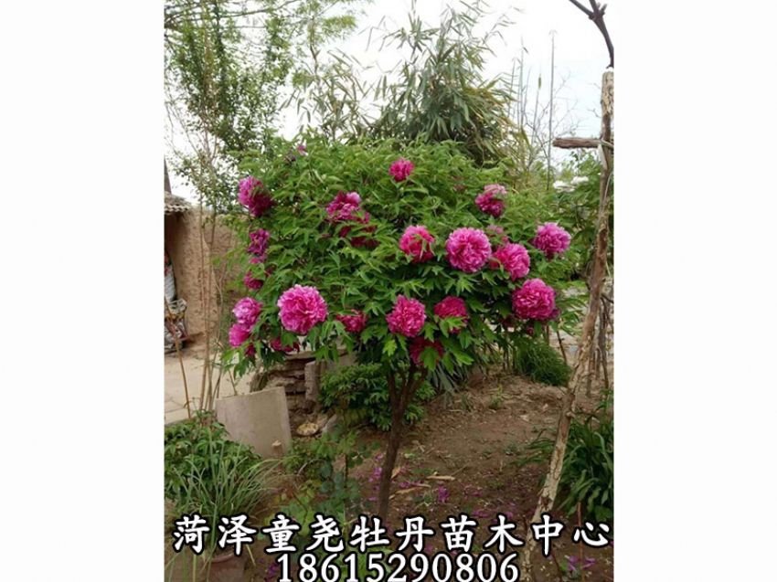 点击查看详细信息<br>标题：牡丹树 阅读次数：1227