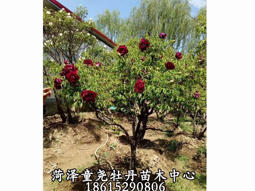 点击查看详细信息<br>标题：牡丹树 阅读次数：1262