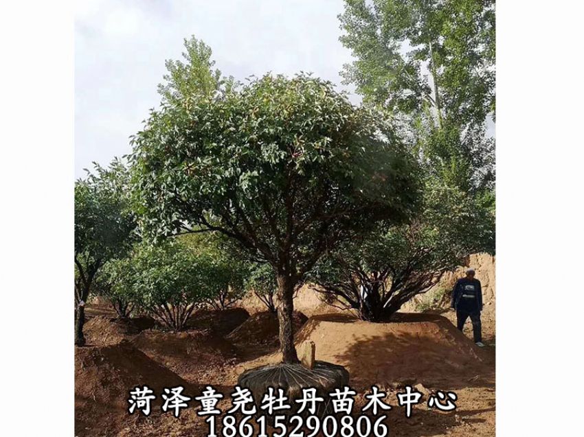 点击查看详细信息<br>标题：牡丹树 阅读次数：1251
