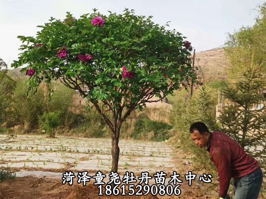 点击查看详细信息<br>标题：牡丹树 阅读次数：1199