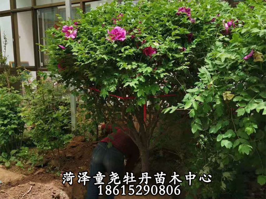 点击查看详细信息<br>标题：牡丹树 阅读次数：1326
