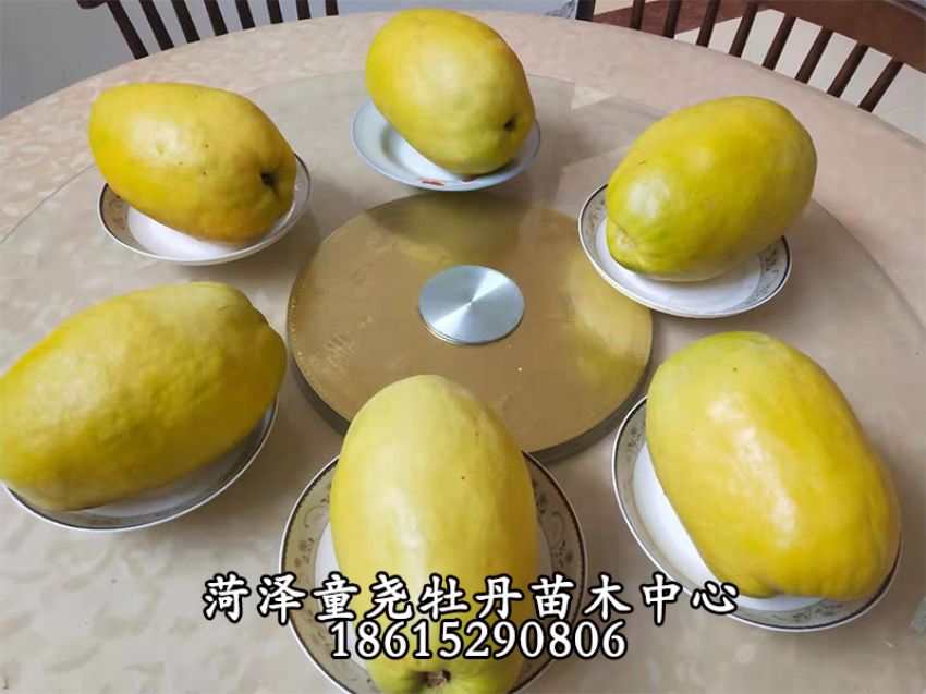 点击查看详细信息<br>标题：木瓜树 阅读次数：924
