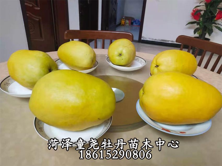 点击查看详细信息<br>标题：木瓜树 阅读次数：936