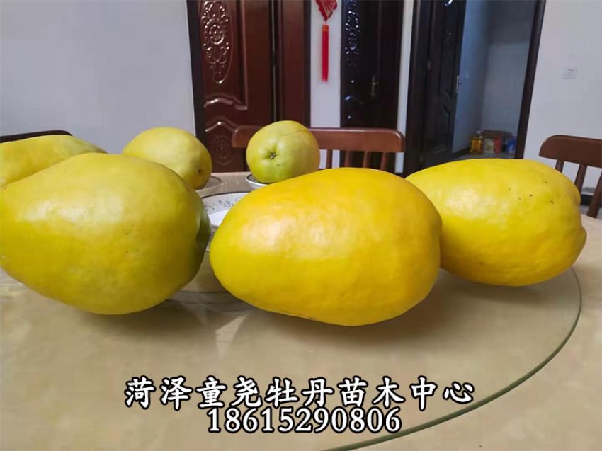 点击查看详细信息<br>标题：木瓜树 阅读次数：1073
