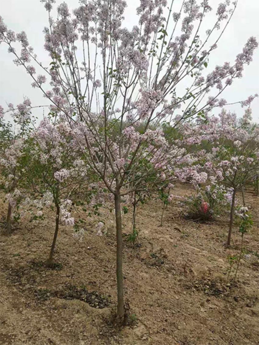 点击查看详细信息<br>标题：丁香 阅读次数：683
