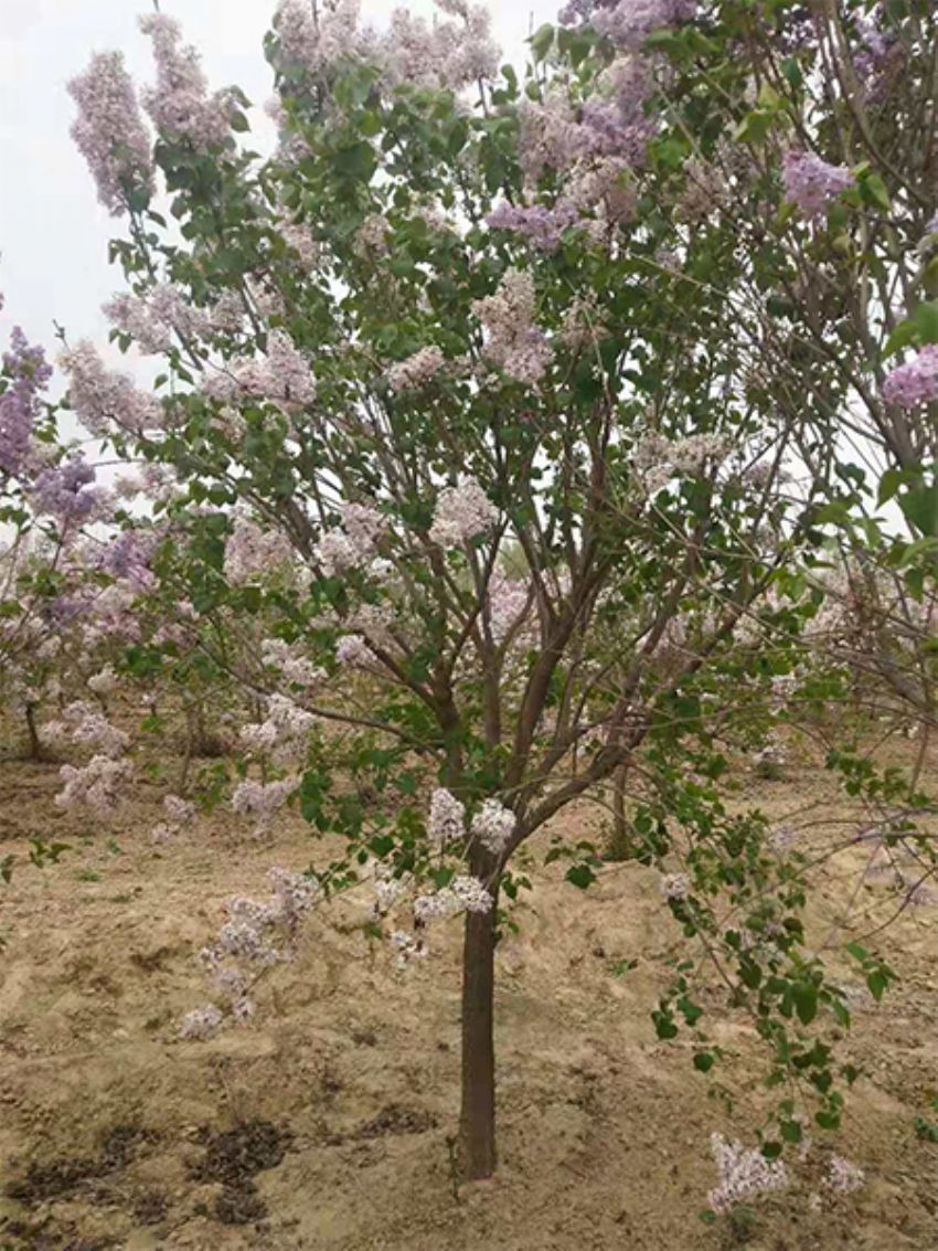 点击查看详细信息<br>标题：丁香 阅读次数：867