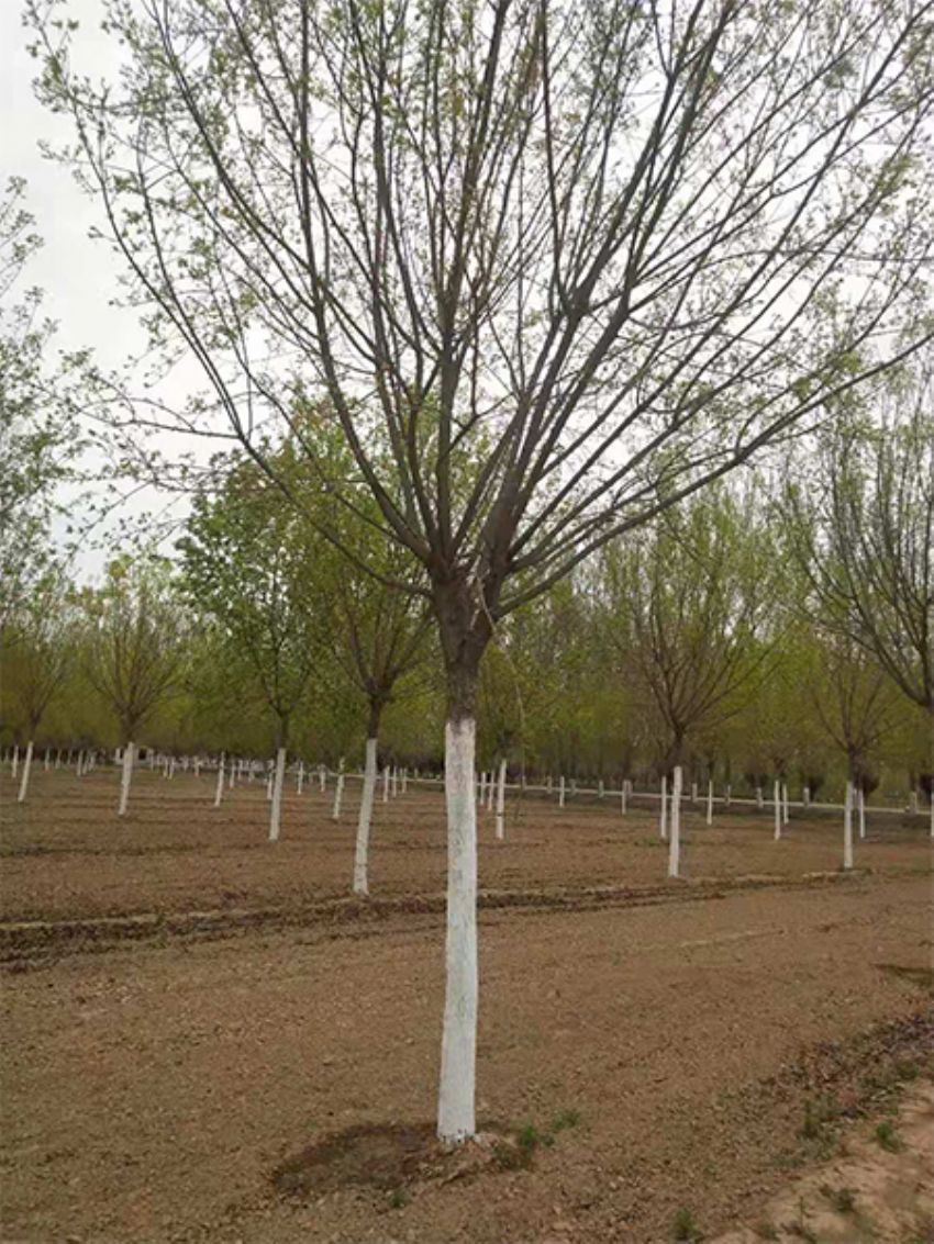 点击查看详细信息<br>标题：五角枫 阅读次数：968